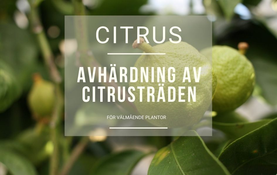 Avhärdning av citrusträd på våren